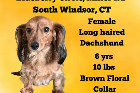 Lost: Anxious Mini Dachshund 'Gem' in CT