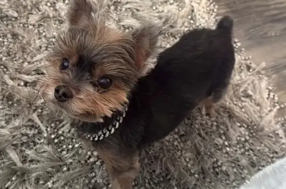 Lost Yorkie Brody: Tiny, Black & Gold