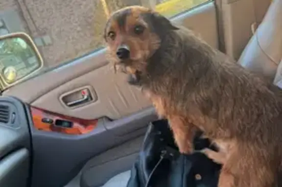 Lost Brindle Dog with Lady Beard - Cabot