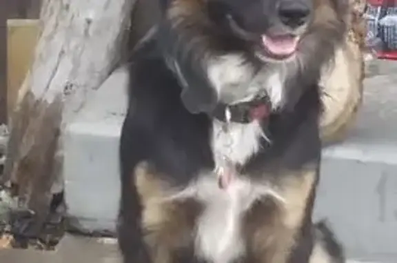 Lost Dog in Portland: Black & White Coat