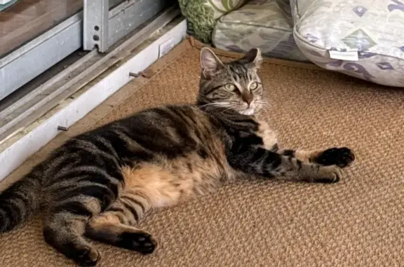 Missing cat Melbourne, photo: Lost Tabby: Clipped Ear, Shaved Rear