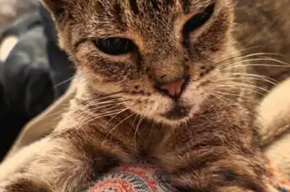 Lost Indoor Cat: Tan Stripes, Lombardy Blvd