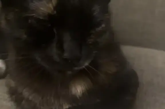 Missing cat Jacksonville, photo: Lost Shy Black Cat on Cherry Ridge Dr