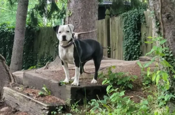 Lost Dog Near Parkmount Rd - Help!