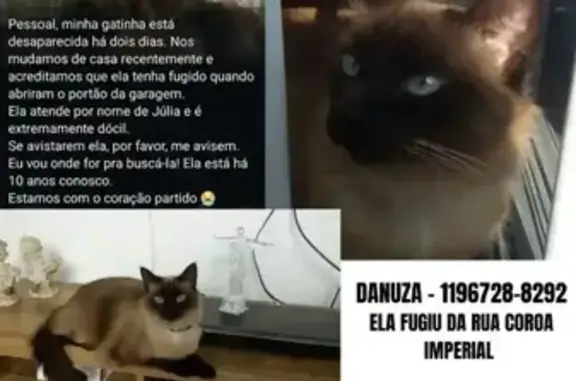 gato desaparecida