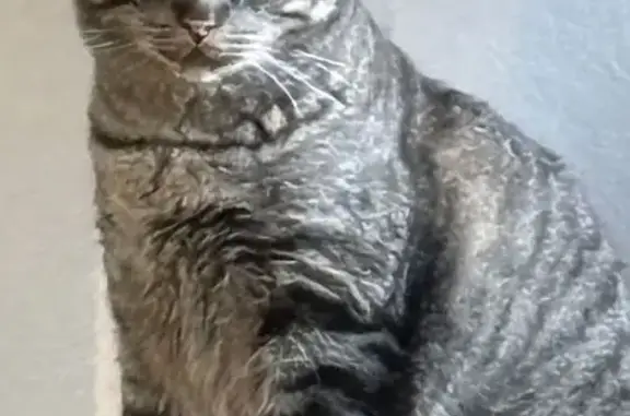 Lost: Friendly Tabby Cat 'Chubbs' in Carrollton