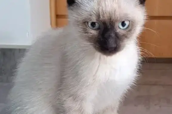 Chat perdu, , photo: Jeunes siamois perdus à Doué-en-Anjou