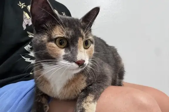 Lost Cat: Sweet Cheeky with Beauty Mark