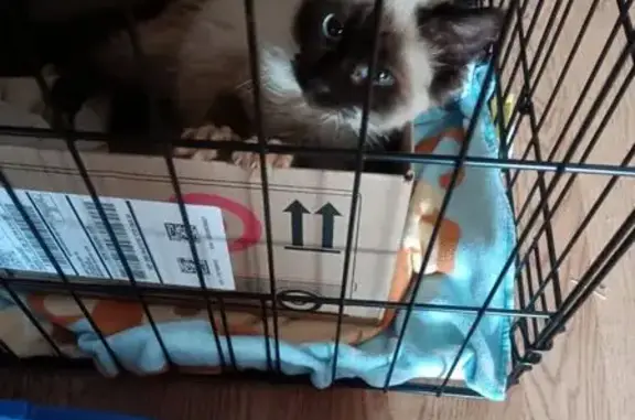 Found cat Brecksville, photo: Found: Young Siamese Kitten in Brecksville