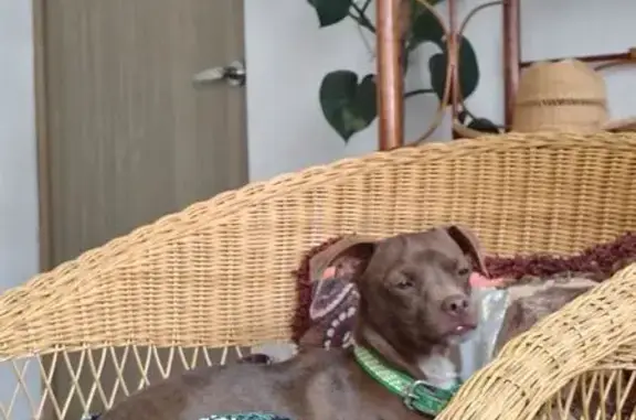 Perro con Collar Verde Hallado...