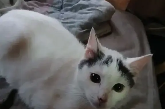 Chaton perdu, 5 mois, tâche noire truffe - photo