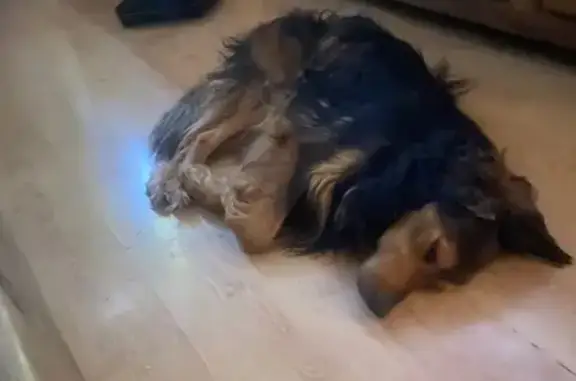 Chien perdu , photo : Chien noir et feu perdu à Istres