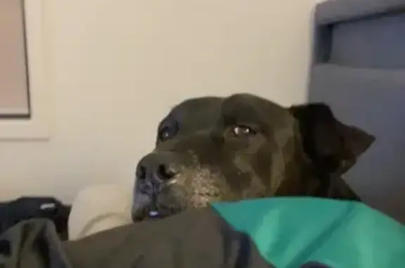 Lost Black & White Staffy on Martins Rd