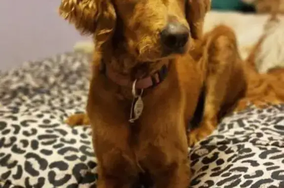 Lost pets , photo: Lost Nervous Groodle on Wright St, Adelaide