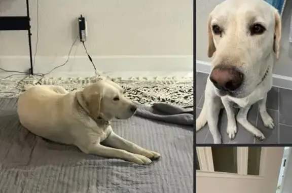 Lost: Chubby Yellow Lab, $500 Reward!