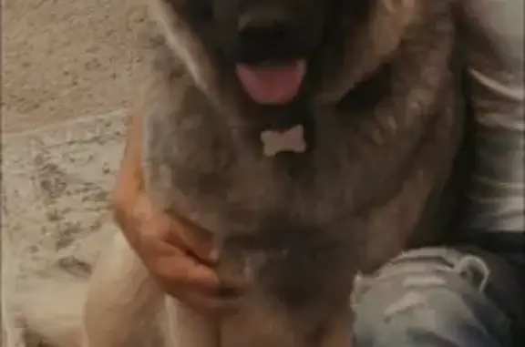 Lost Tri-Colored German Shepherd - Help!
