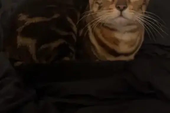 Lost Skinny Cat in Kearns - Please Help!