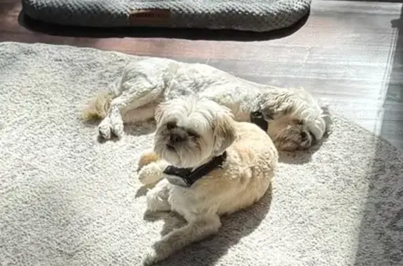 Lost Nervous Maltese Mix in Acworth