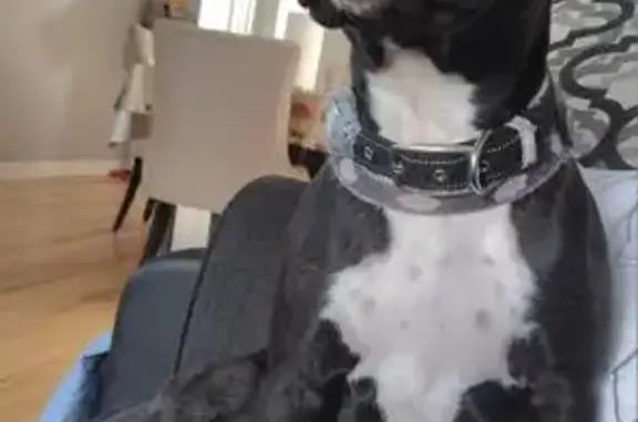 Friendly Dog Lost Near North Kildare Ave