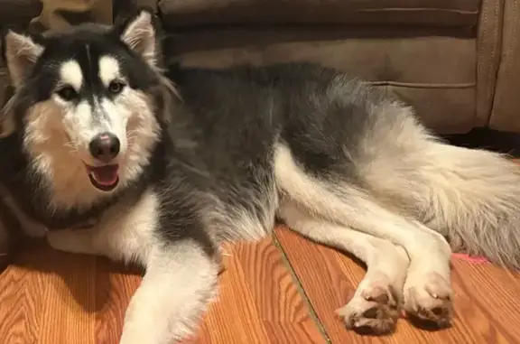 Lost Husky Luca: Fluffy, Friendly, Unique