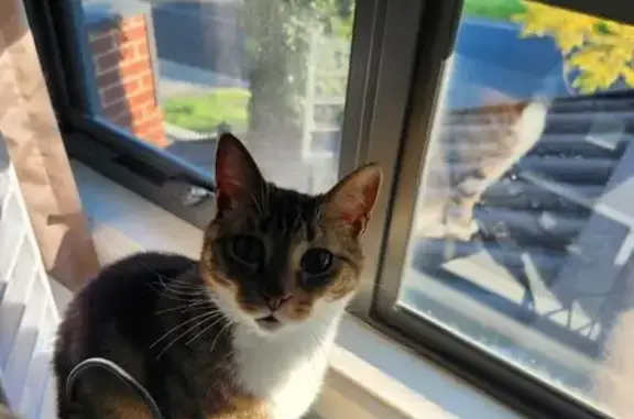 Lost Tabby: Green Eyes, White Socks