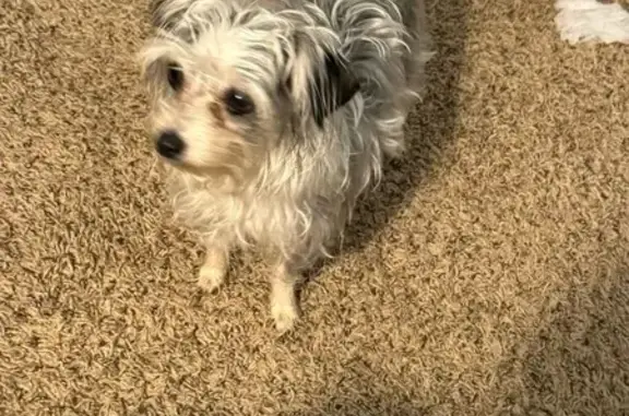 Lost: Friendly Black & White Chihuahua Mix