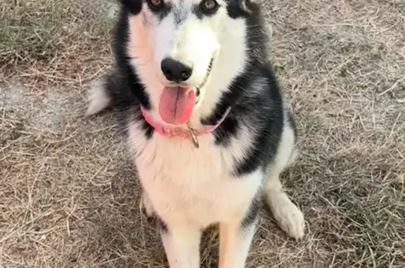 Playful Lost Dog in San Antonio Area