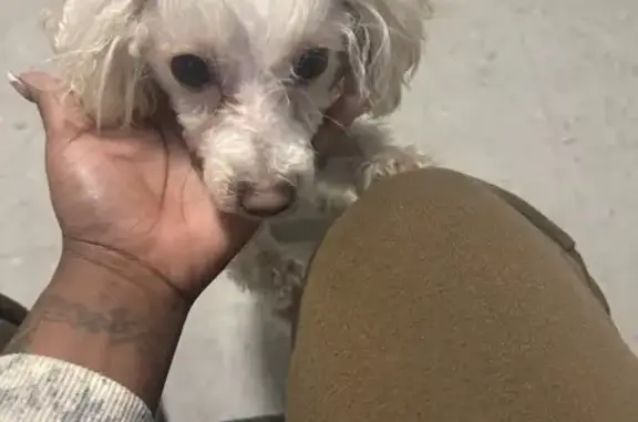 Missing dog Memphis, photo: Lost Toy Poodle Zoey: Pink Collar, Frayser