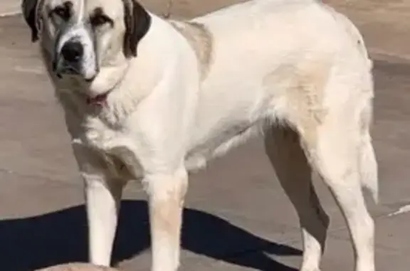 Missing dog Moore, photo: Lost Dog: Sweet Pup with Donut Collar