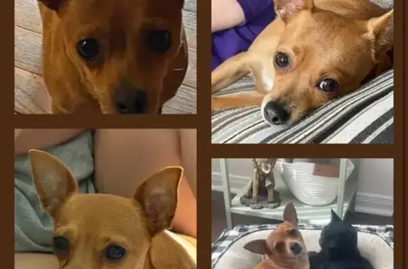 Missing dog Houston, photo: Lost: Friendly Red Dog with Curly Tail