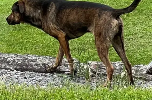 Lost Brindle Dog in Armagh Township, PA