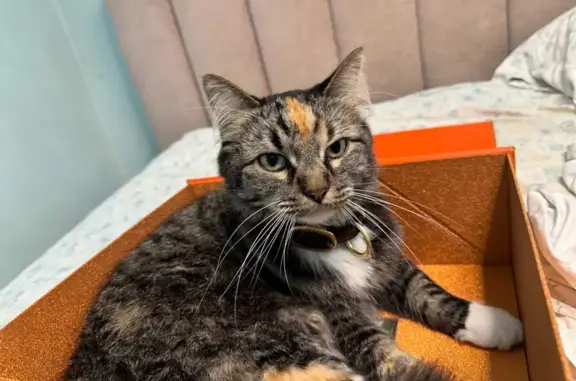 Missing cat Lenexa, photo: Lost Tabby Calico: Orange Markings, Lenexa