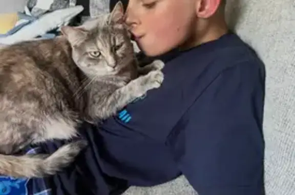 Lost Cat: Heavy Set with Ear Tattoo