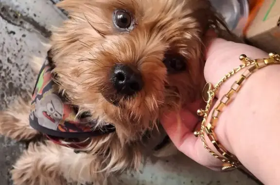 ¡Terrier Caramelo Busca Hogar...