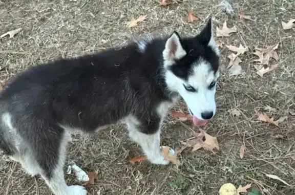 Lost Black & White Husky in Little Rock