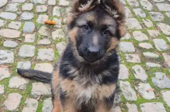 Chiot et maman perdus à Sainte-Sigolène - photo