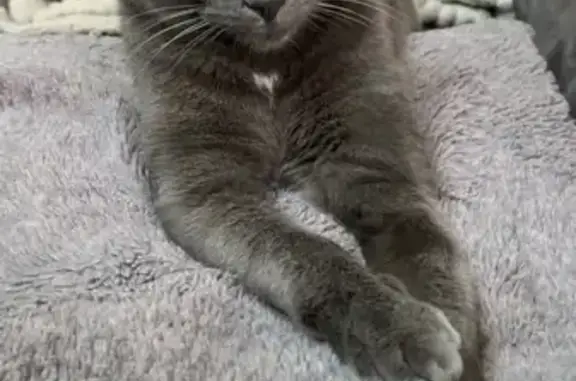 Chat perdu : Tigrou, gris tacheté blanc - photo