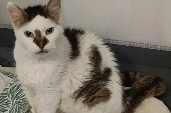 Chat perdu: blanc tacheté marron/gris à Louvigny - photo