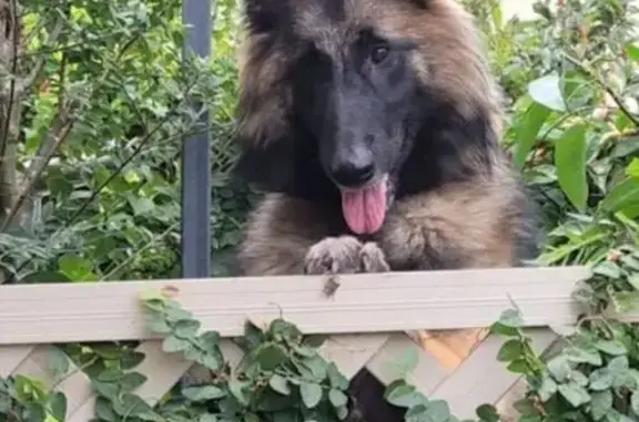 Lost: Shy Tervueren, Marli, in N. Beaches