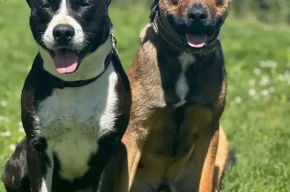 Chiens perdus: Arko & Falcko à Ladoix - photo