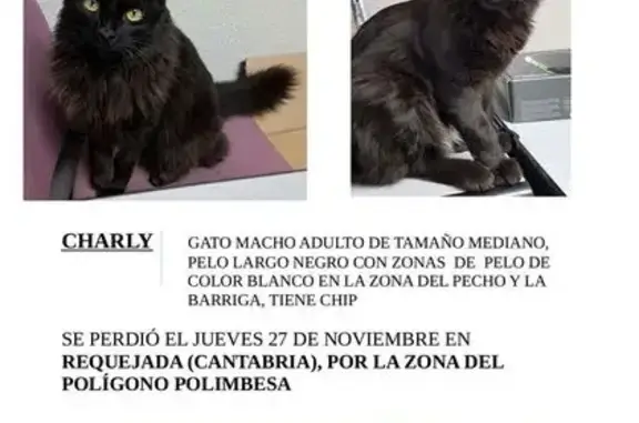Se busca: Gato perdido en Requ...