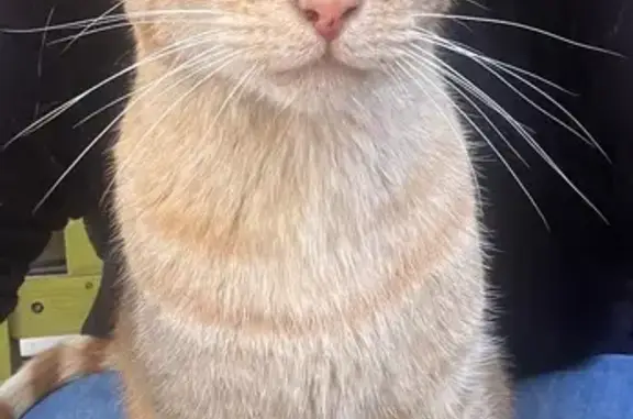 Chat perdu, 13 ans, roux, Toulon - photo
