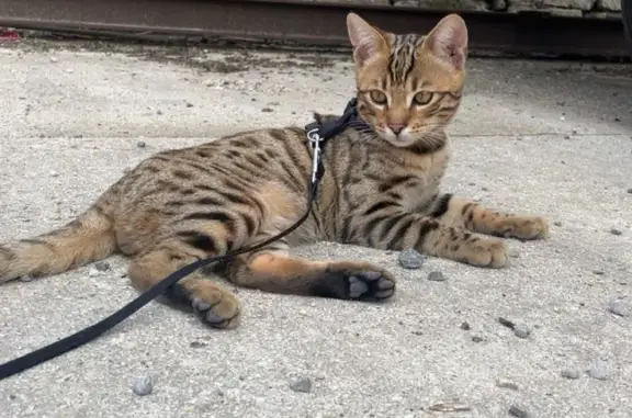 Animaux perdus Laigneville, photo: Chat perdu : Simba, Bengale/Européen craintif