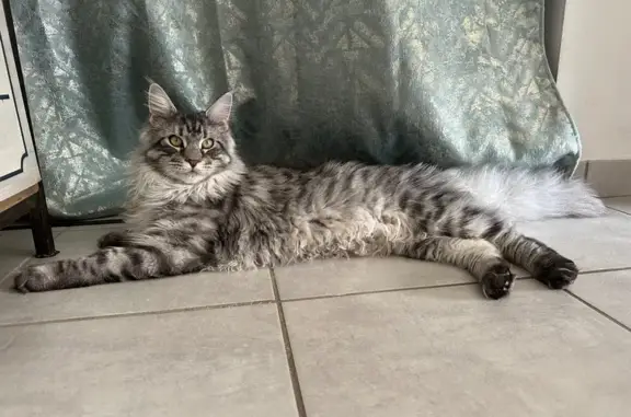Animaux perdus Plauzat, photo: Chat Maine Coon gris perdu à Plauzat