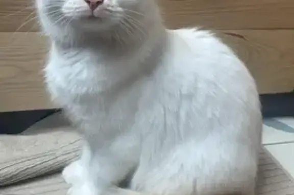 Animaux perdus Dommartin-lès-Toul, photo: Chatte perdue, blanche et rousse, Dommartin