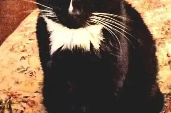 Animaux perdus Plouguiel, photo: Chat noir perdu, tache blanche, Plouguiel