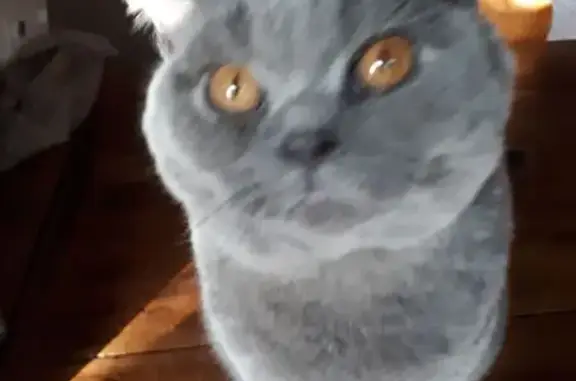 Animaux perdus Talence, photo: Chat perdu après cambriolage à Talence