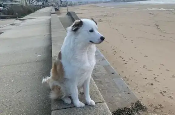 Animaux trouvés Pornichet, photo: Chien trouvée Bd des Océanides, Pornichet