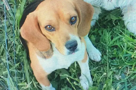 Deux beagles tricolores perdues à Lansac - photo