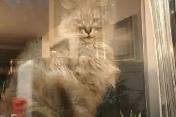 Animaux trouvés , photo: Chat gris à poil long trouvé à Guichen